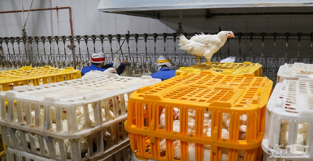 تنش به بازار مرغ برمی‌گردد/ بحران جدی جوجه یکروزه