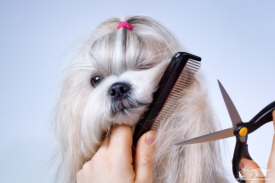 نکاتی درباره کوتاه کردن موی سگ در تابستان