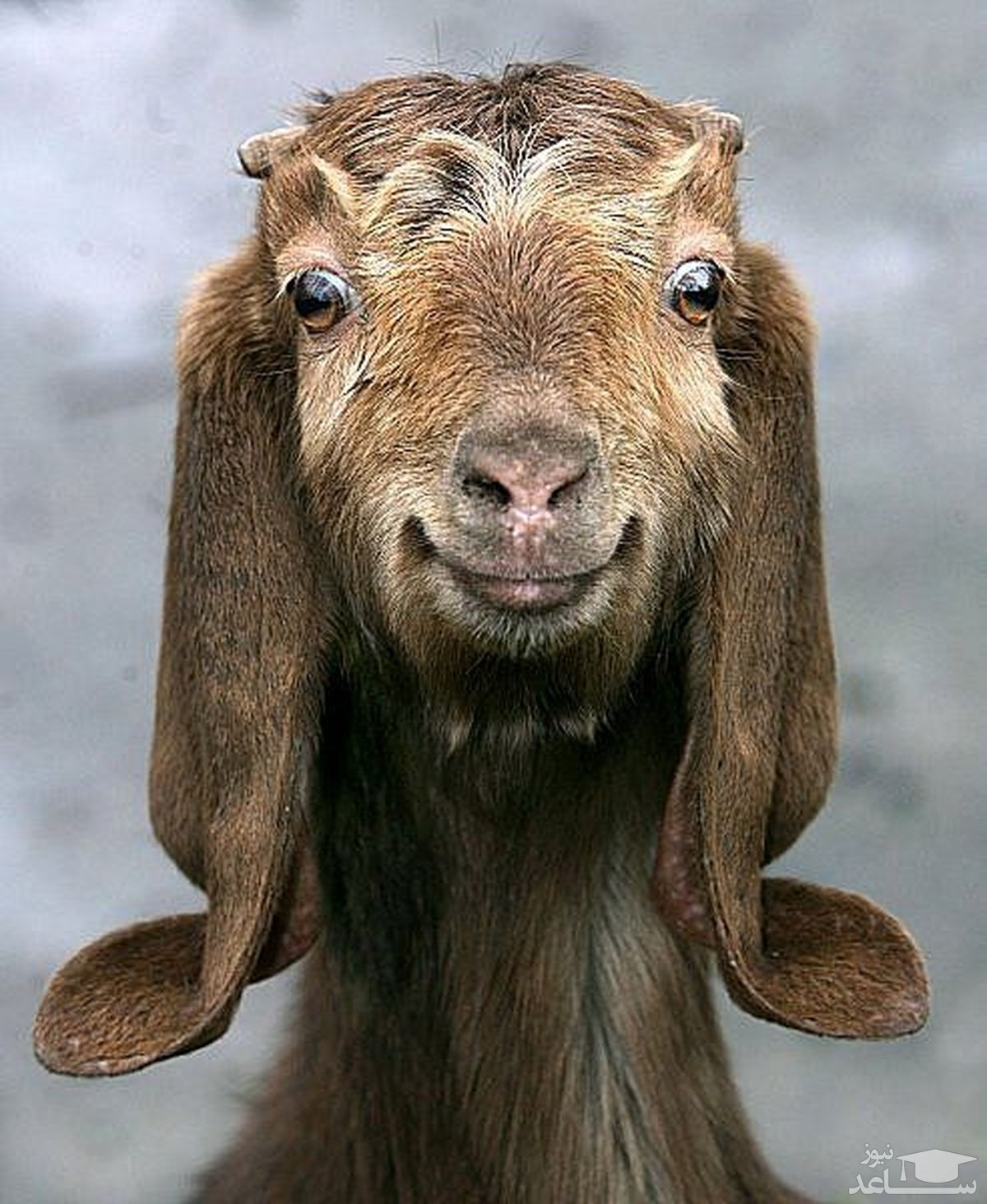 (فیلم) عملیات نجات جان یک «بز» بازیگوش