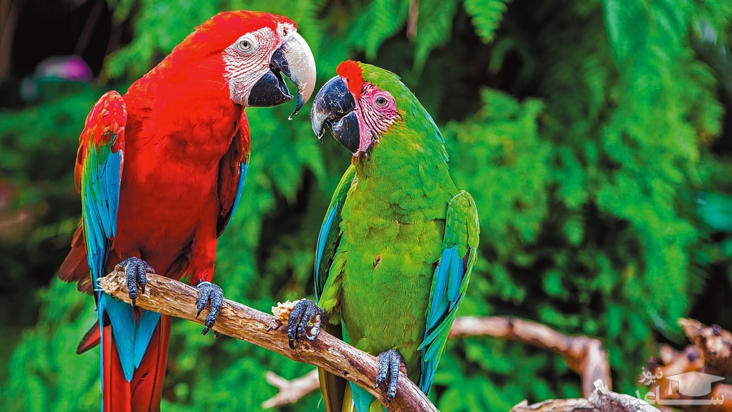 Parrots are the pets. Попугаевые. Попугаи вместе. Сильный попугай. Место обитания попугаеобразных.