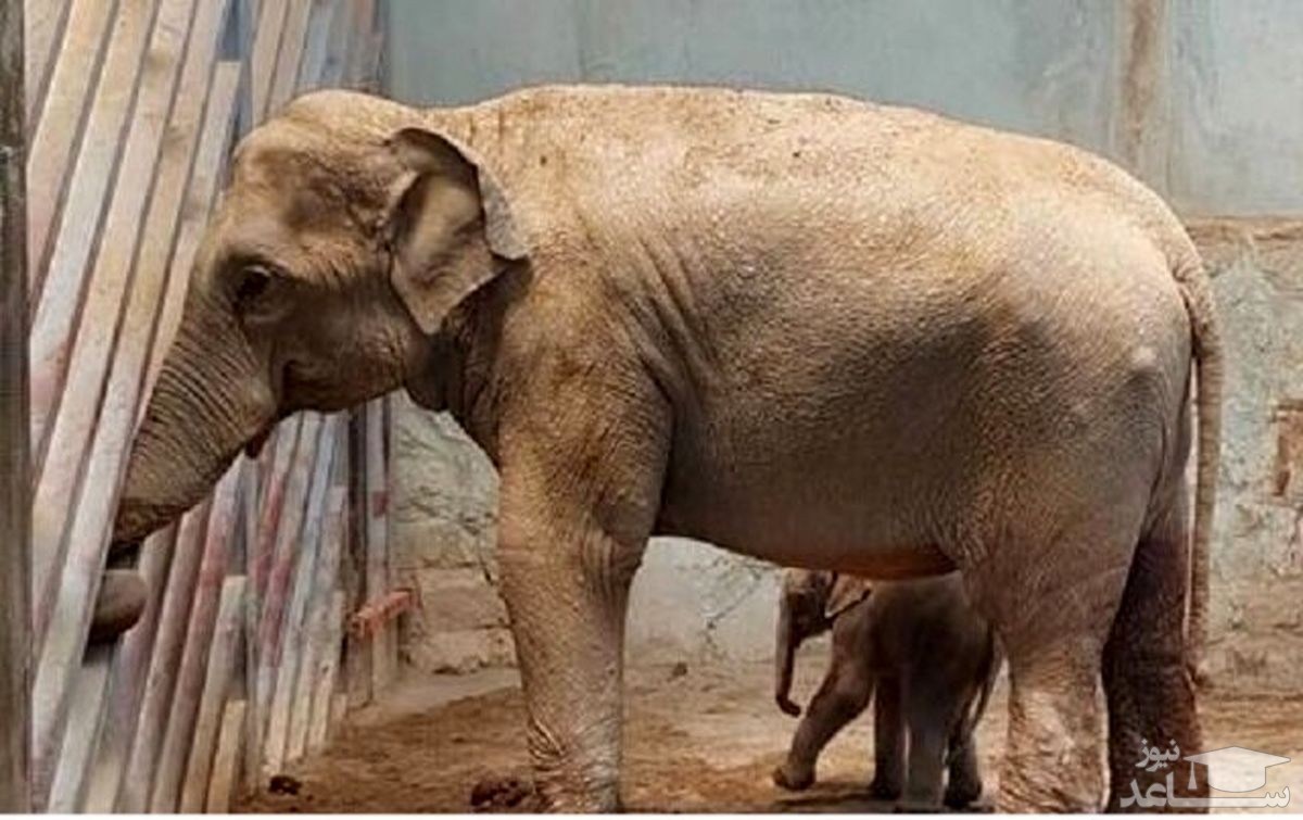 مدافعان حقوق حیوانات درخواست حقوق اولیه که برای یک انسان تعریف شده است، به یک فیل کردند