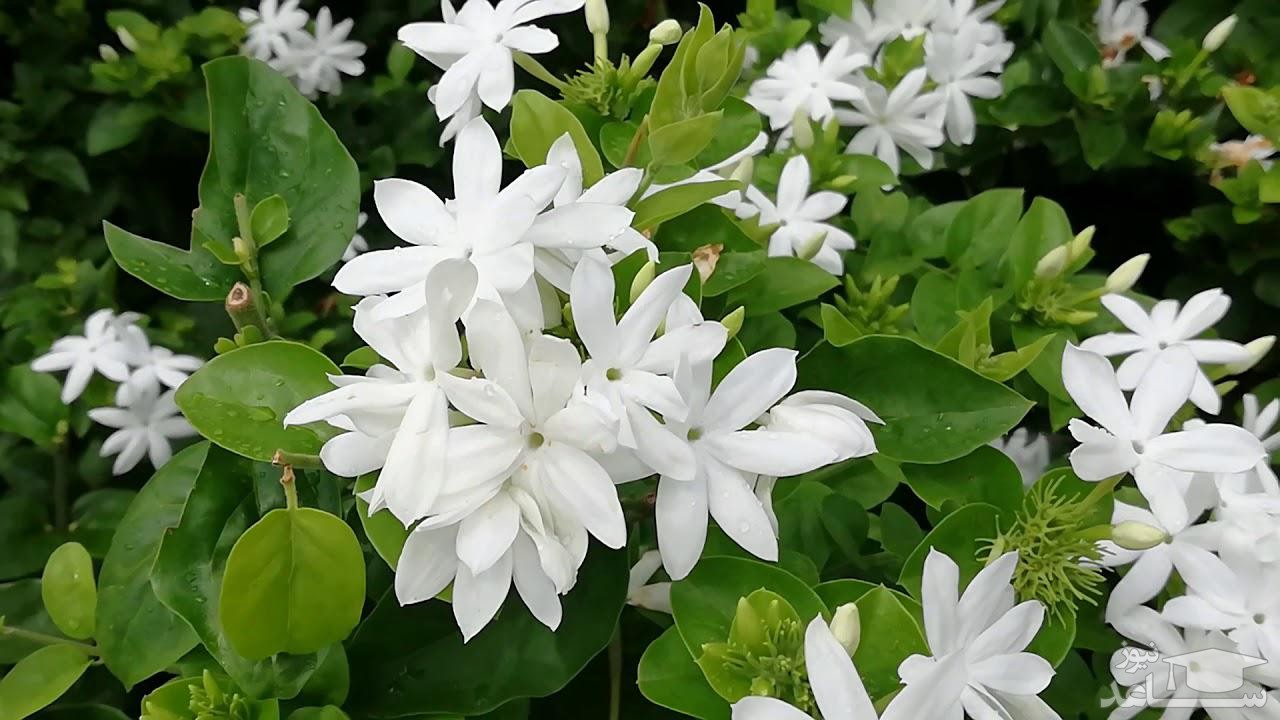 گل یاس سفید