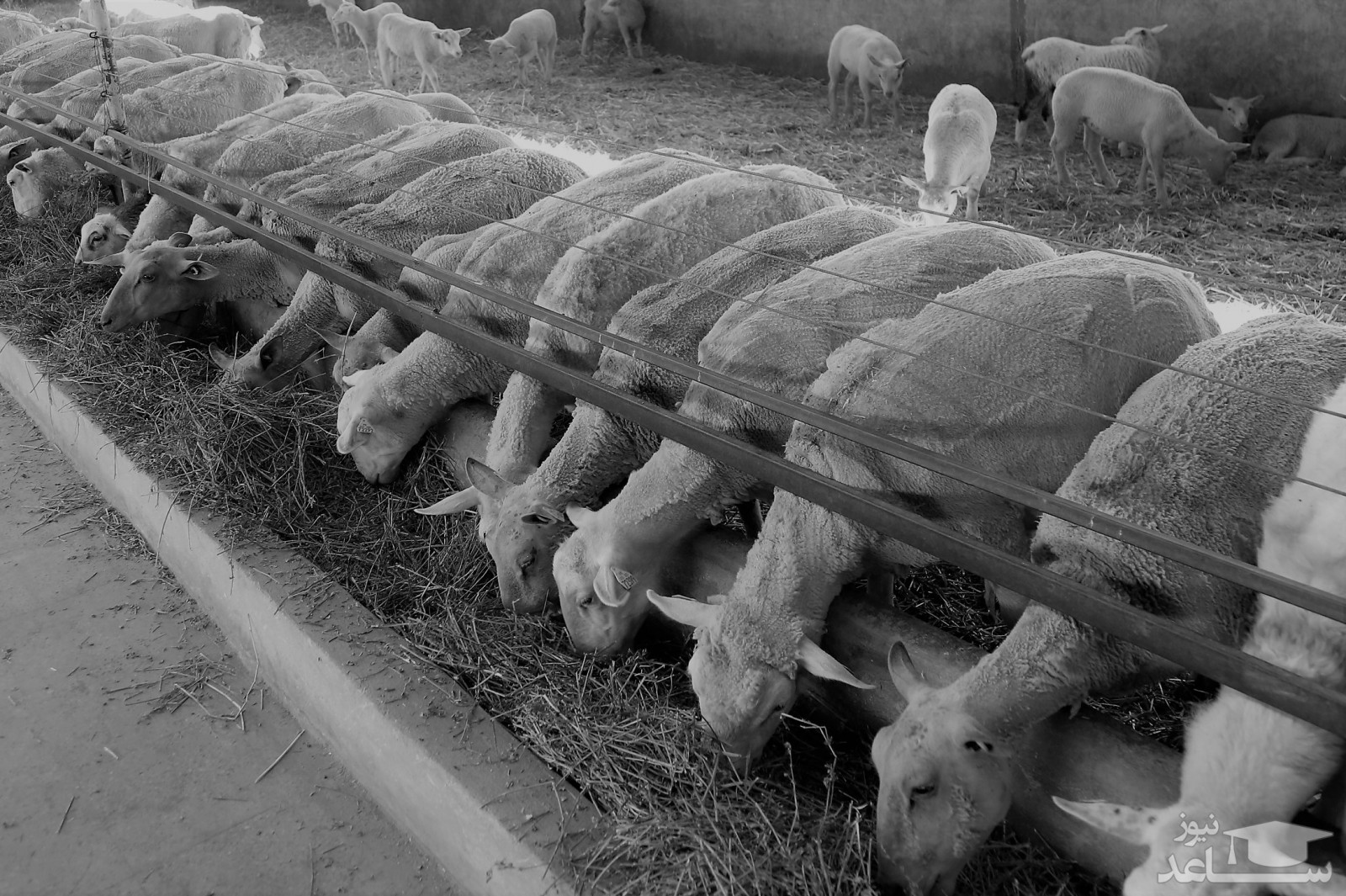 دیدن آخور در خواب چه تعبیری دارد؟ /تعبیر خواب آخور