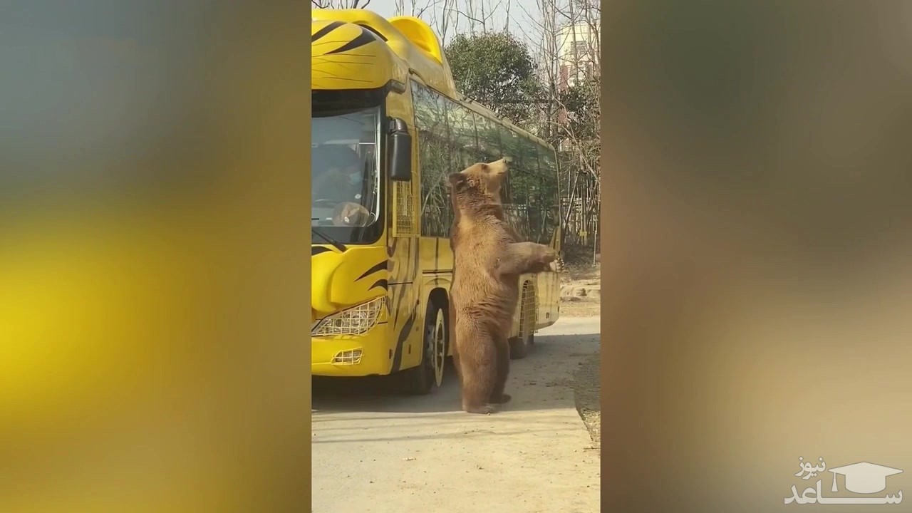 (فیلم) نمایش بازی کردن یک خرس برای گرفتن خوراکی از راننده اتوبوس