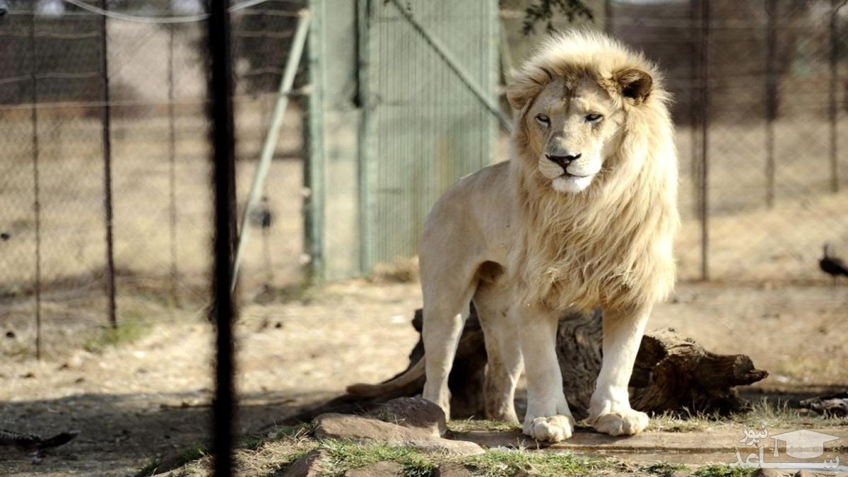 (فیلم) بزرگ کردن ۶۲ شیر در خانه توسط مرد عراقی