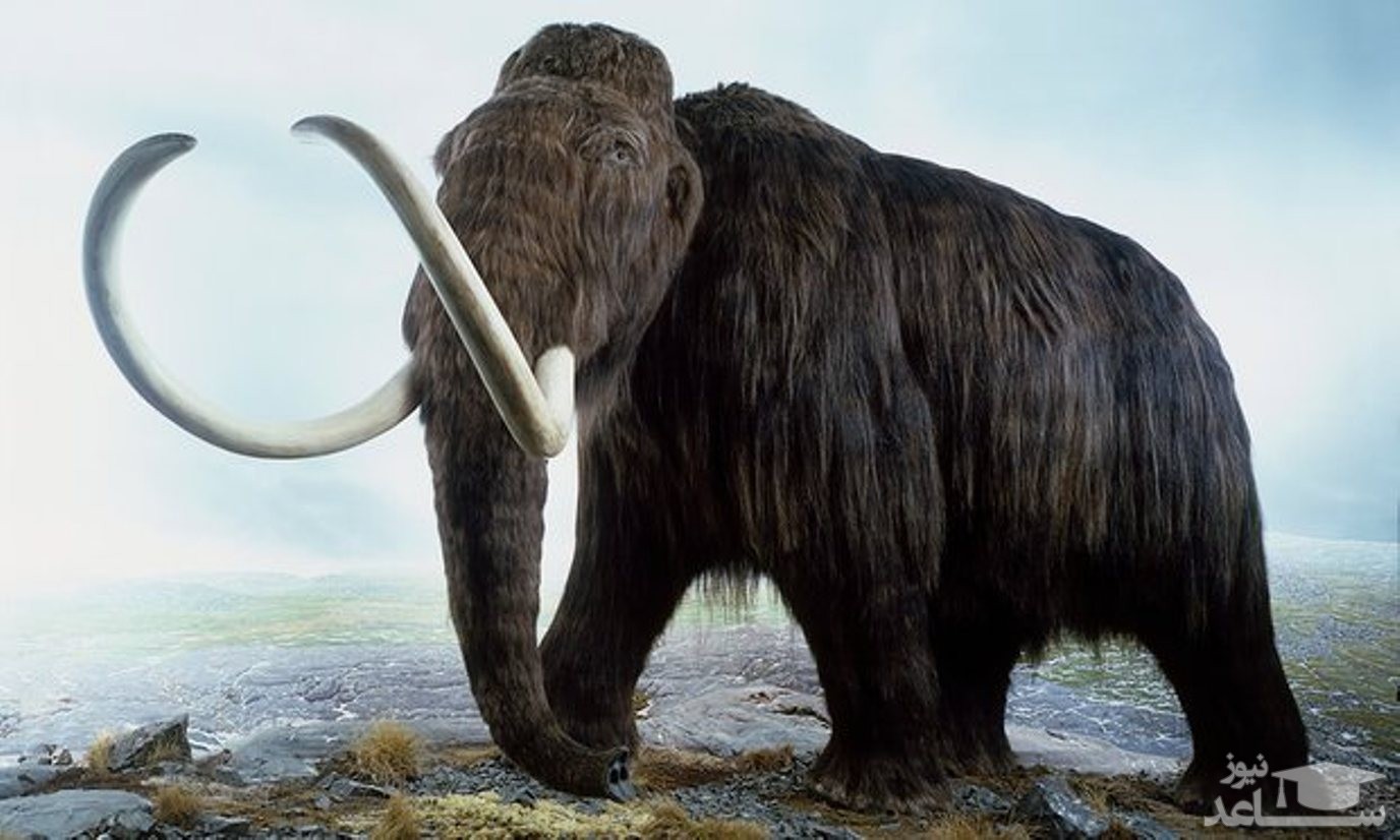 کشف یک استخوان بزرگ ماموت در آلاسکا