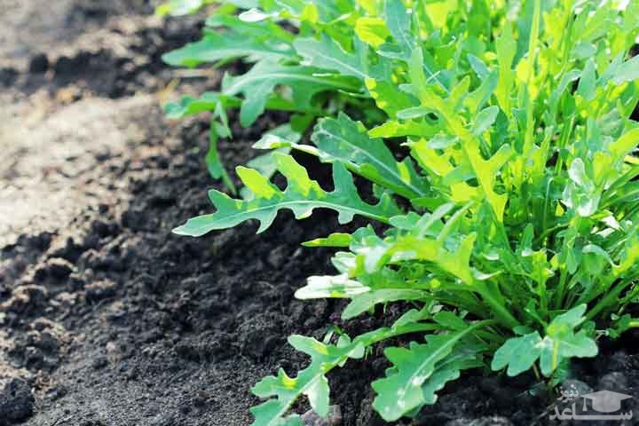 با فواید و مضرات روکولا بیشتر آشنا شوید