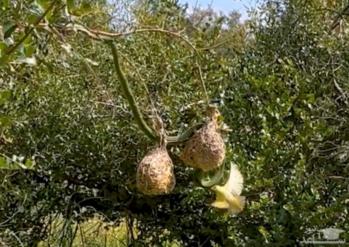 (فیلم) دفاع جانانه پرندگان برای جلوگیری از تجاوز مار به حریم شخصی خود