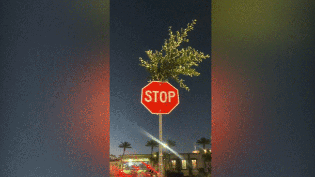 (فیلم) رشد درخت از داخل تابلوی توقف