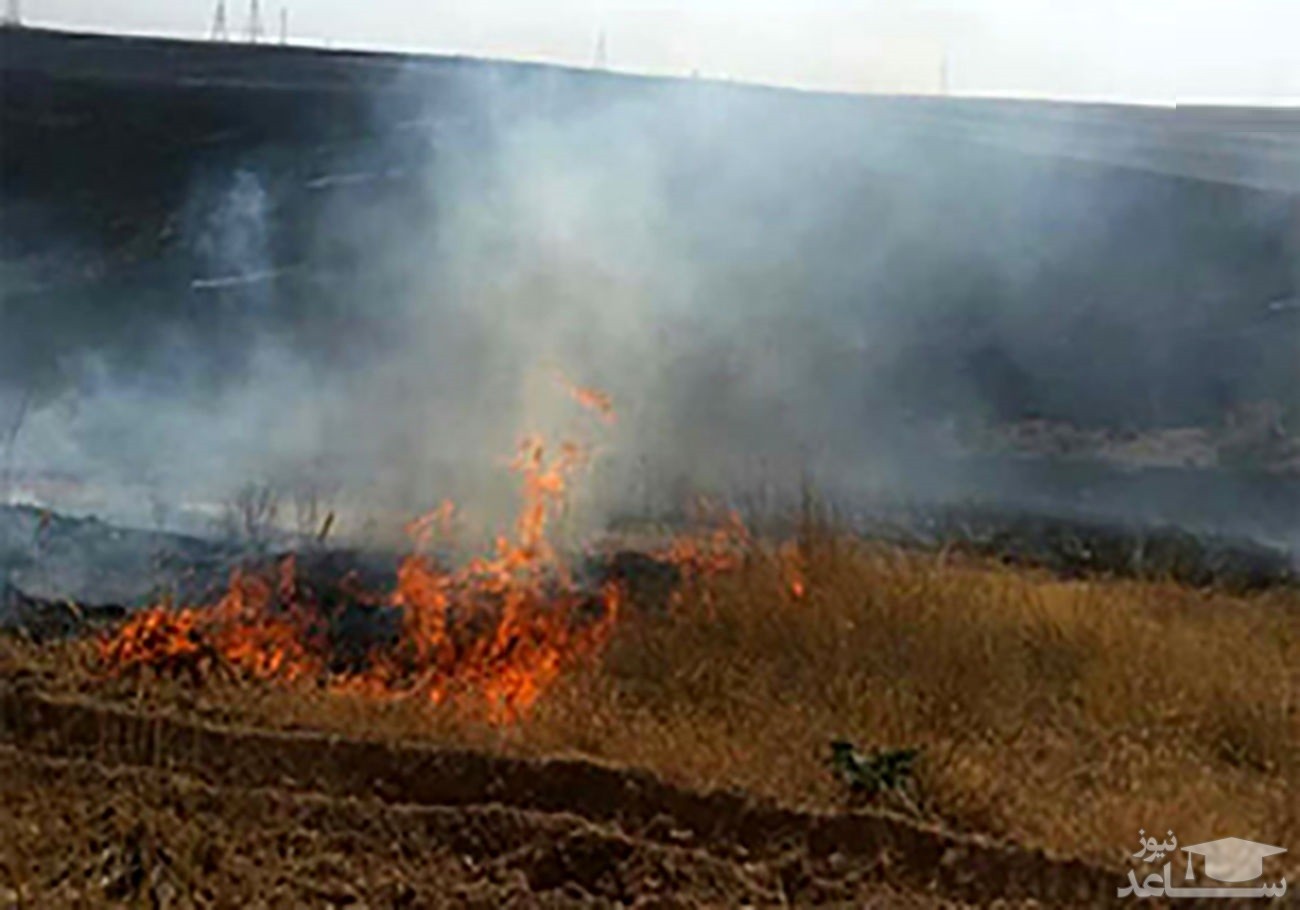 (فیلم) آتش سوزی عجیب در یک پارک