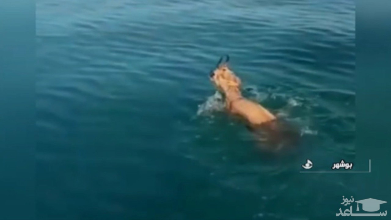 بیرون کشیدن بچه آهو از دریا توسط یک ماهی‌گیر