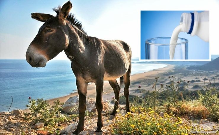 خاصیت شیر الاغ