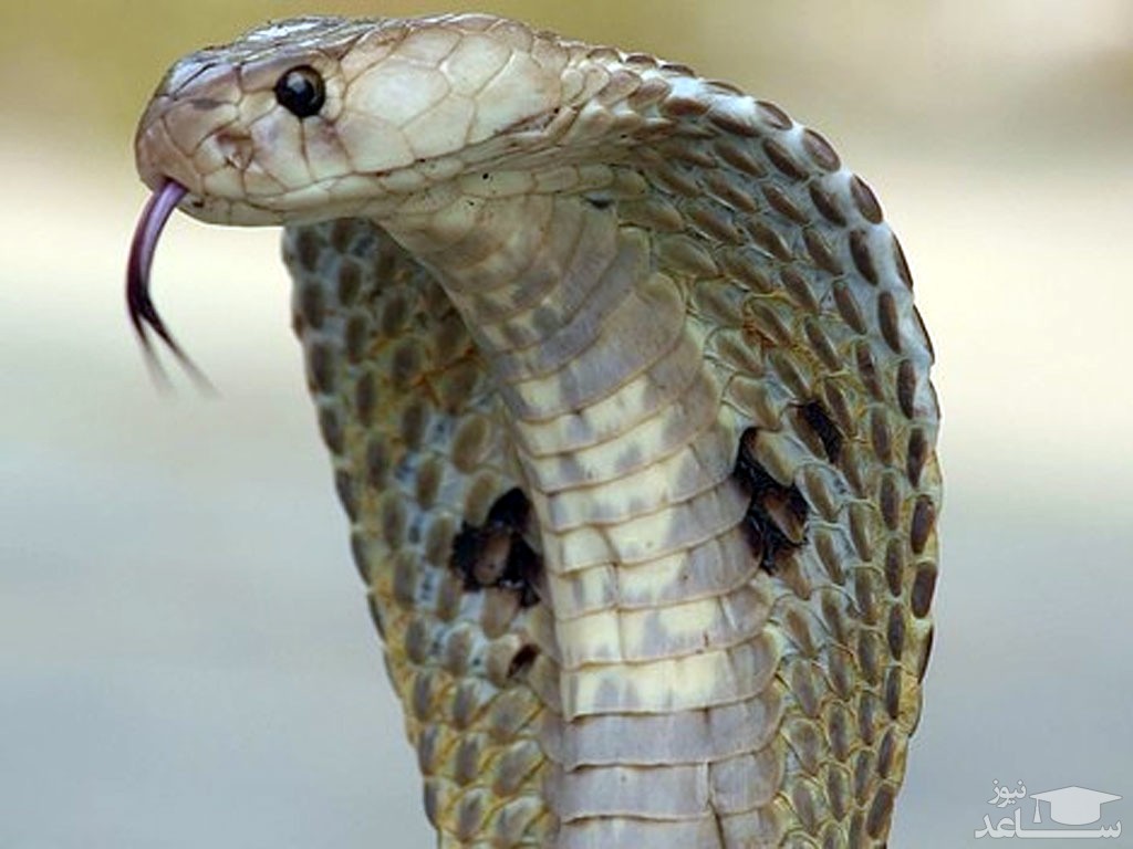 (فیلم) شگرد خارق العاده یک زن برای گرفتن مار کبرا