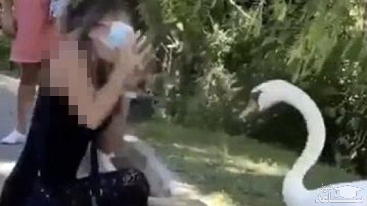(فیلم) حمله عجیب قو به ماسک زن گردشگر !