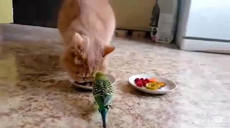 (فیلم) غذا خوردن عاشقانه یک گربه و طوطی از یک بشقاب