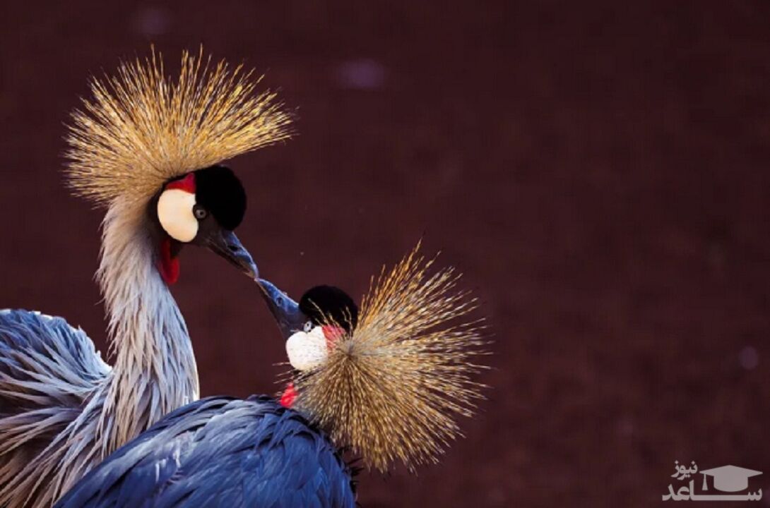 دیدنی های امروز دوشنبه 29 اردیبهشت 99