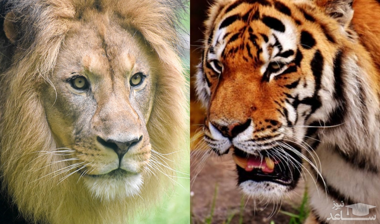 (فیلم) نبرد جذاب بین شیر و دو ببر