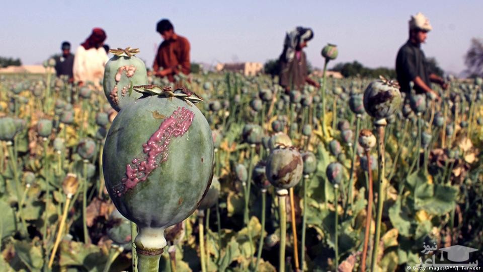 (عکس) وزیر مبارزه با مواد مخدر طالبان به روایت تصویر!