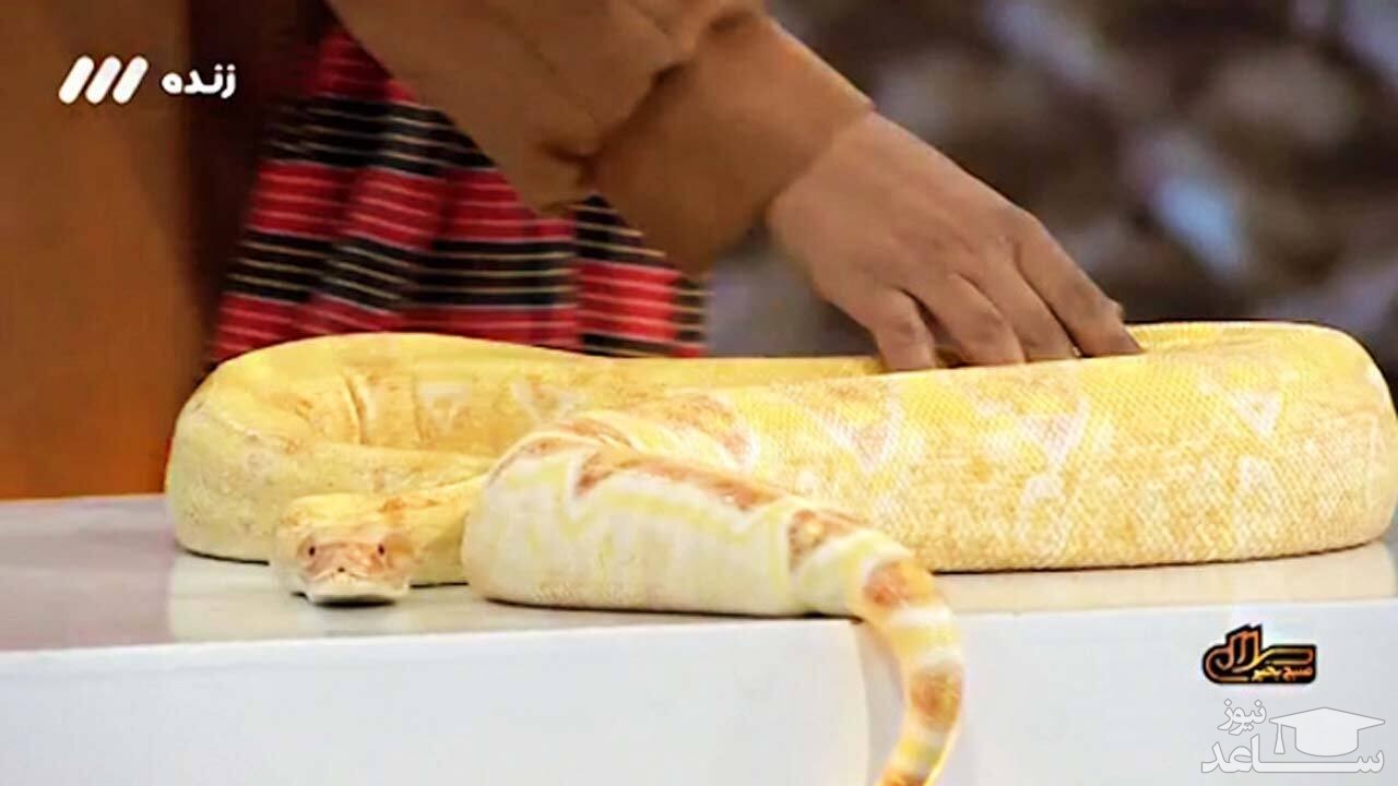 (فیلم) بازی هولناک زن ایرانی با حیوانات وحشی