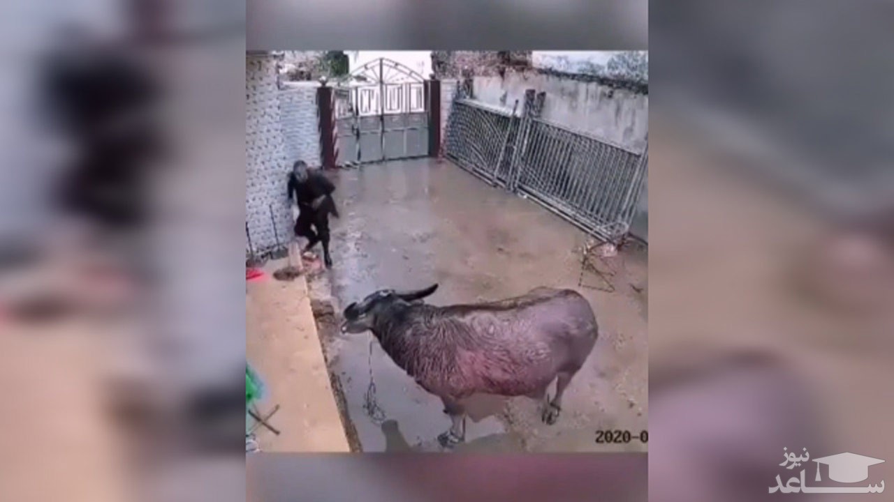 (فیلم) حملات دلخراش گاو به یک مرد