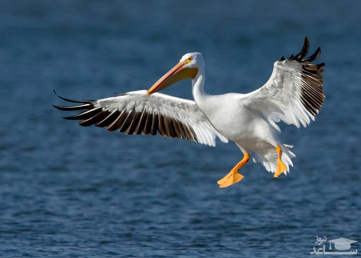 هجوم حیرت انگیز مرغ‌های دریایی به یک دریاچه