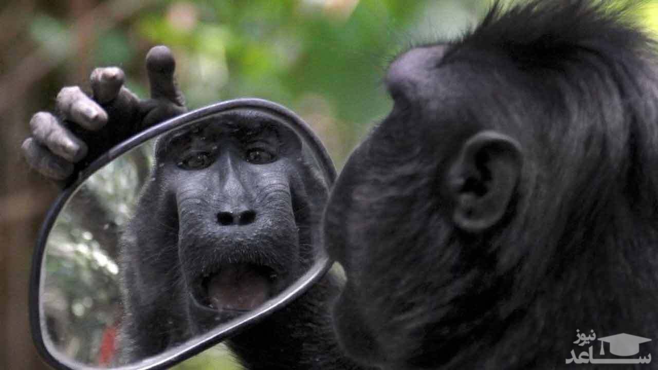 (فیلم) واکنش جالب  و دیدنی حیوانات به دیدن تصویرشان در آینه