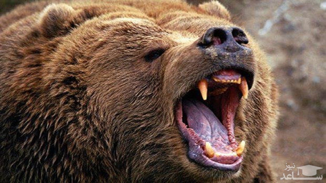 خرس سارق که فقط گران‌ترین عسل دنیا را می‌خورد!