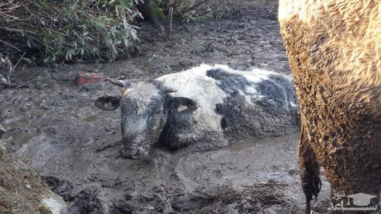 (فیلم) نجات یک گاو گرفتار در باتلاق پس از دو روز
