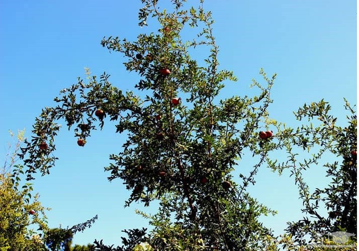 درخت میوه در باغ ارم شیراز