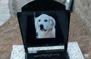 دستگیری عاملان تدفین یک سگ در مسجد