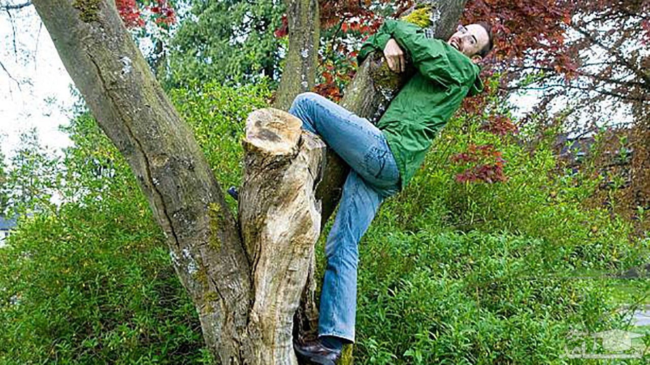 (فیلم) فرار کردن از دست خرس روی درخت