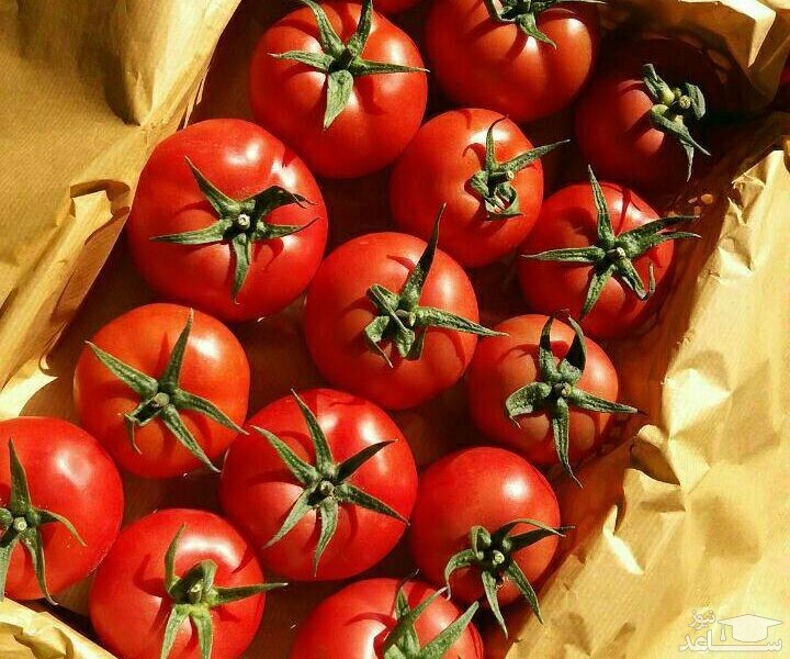 گوجه‌فرنگی فردا کشف قیمت می‌شود
