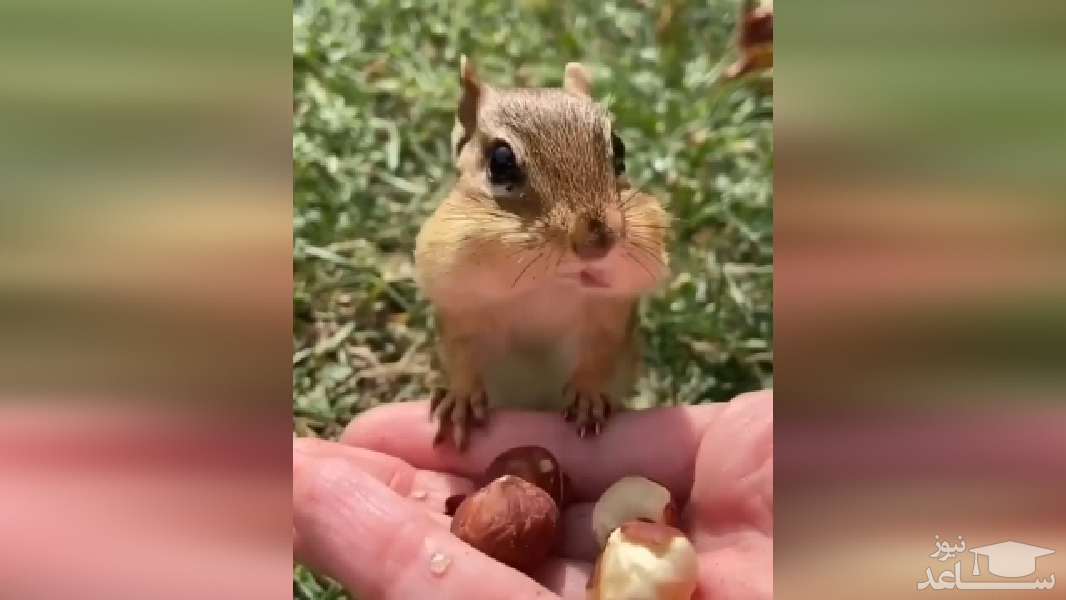 فیلمی فوق العاده دیدنی از فندق خوردن یک سنجاب 
