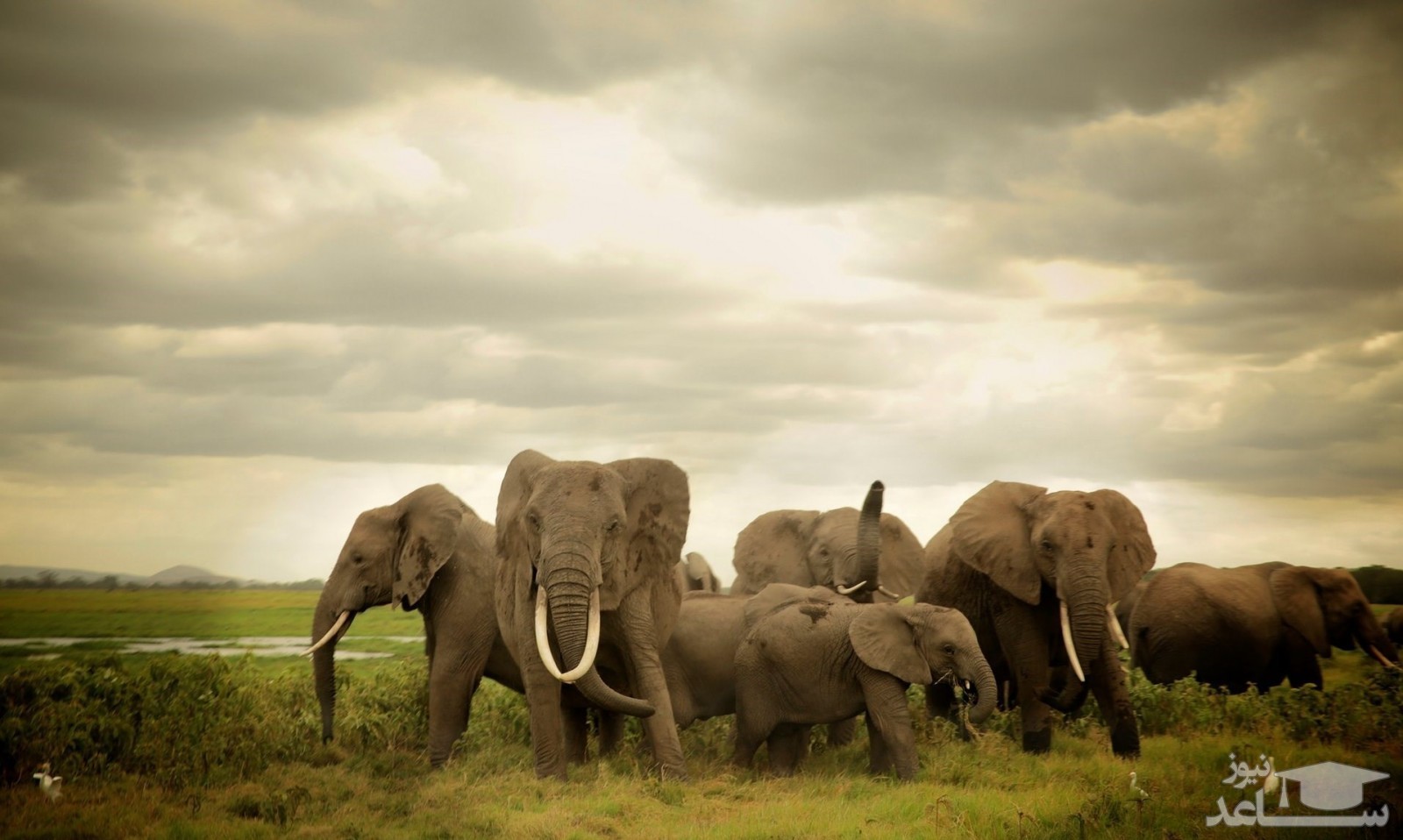 (عکس) خواب دسته جمعی فیل‌ها
