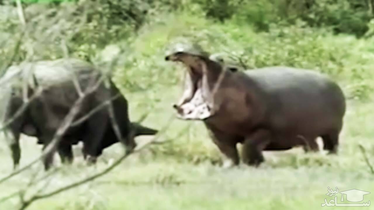 (فیلم) مجازات سخت ورود بوفالو به قلمرو اسب آبی