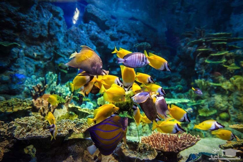 آکواریوم دیسکاوری ورلد سوچی