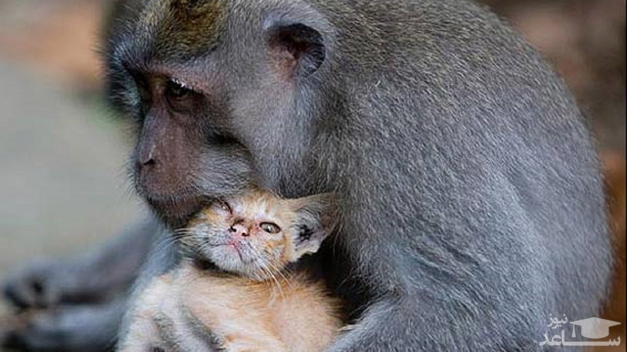 (فیلم) نجات گربه افتاده در چاه توسط میمون احساسی