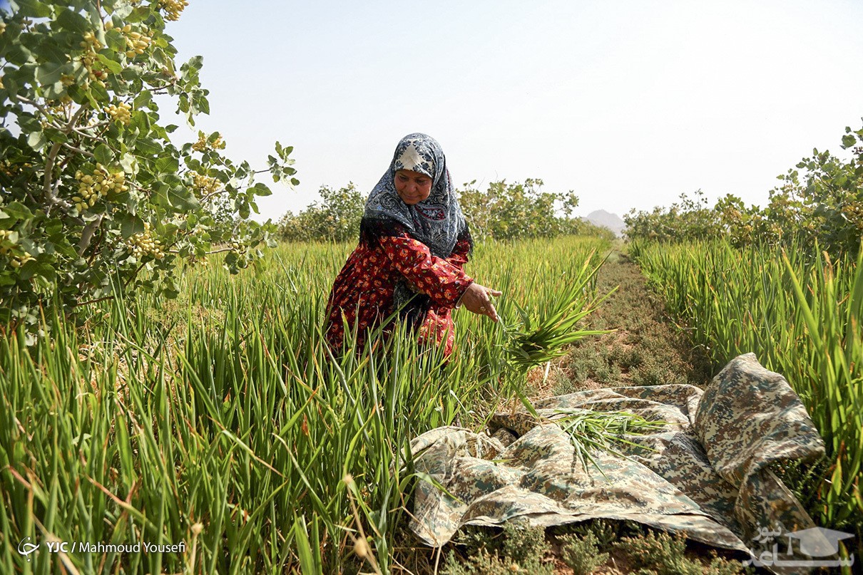 درباره عقد مزارعه چه می‌دانید؟