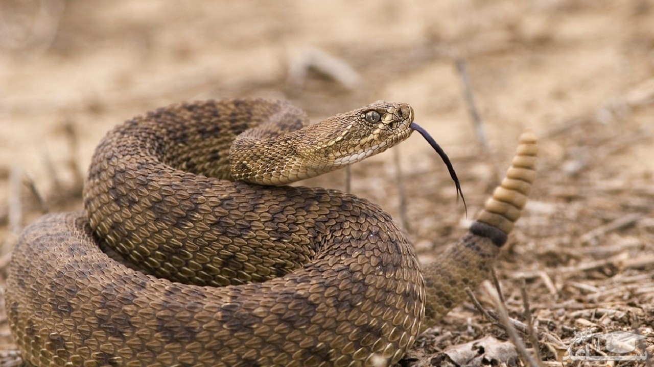 (عکس) مار افعی شاخدار