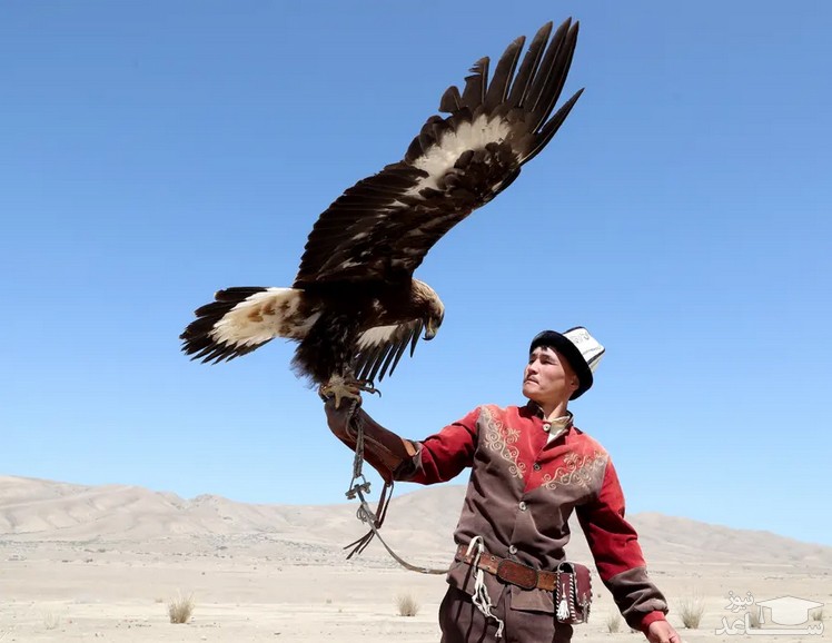 جشنواره پرندگان شکاری در قرقیزستان/ EPA