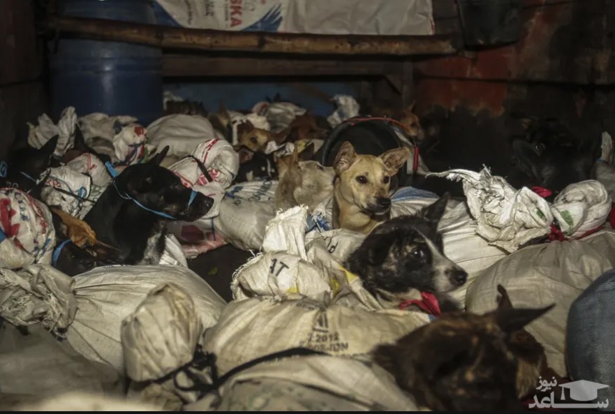 کشف سگ های بسته شده به گونی در یک کامیون حمل گوشت در اندونزی/ آسوشیتدپرس