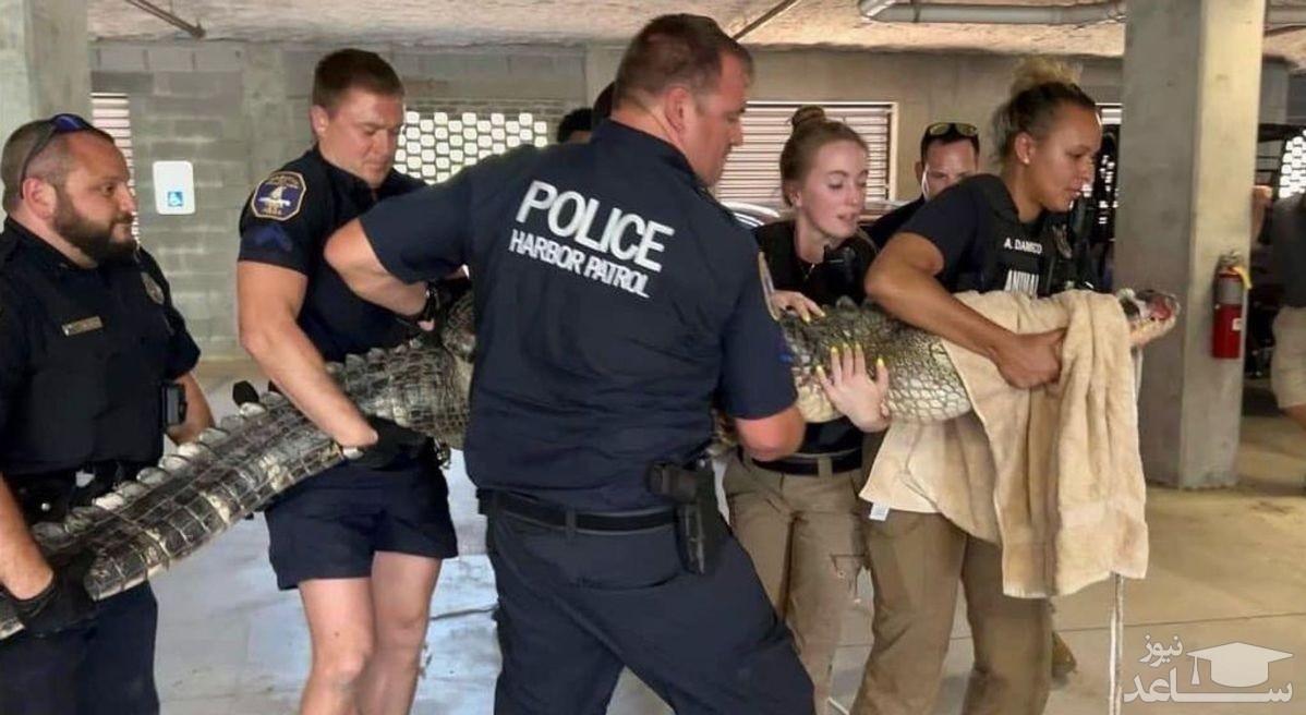 (فیلم) تلاش خنده دار افسران پلیس برای مهار و زنده گیری تمساح سرگردان