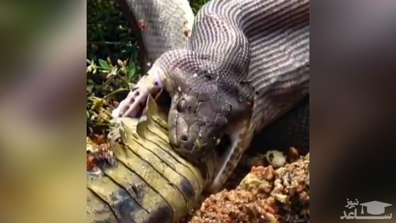 (فیلم) انتقام مار از تمساح پس از ۵ ساعت مبارزه جانانه 