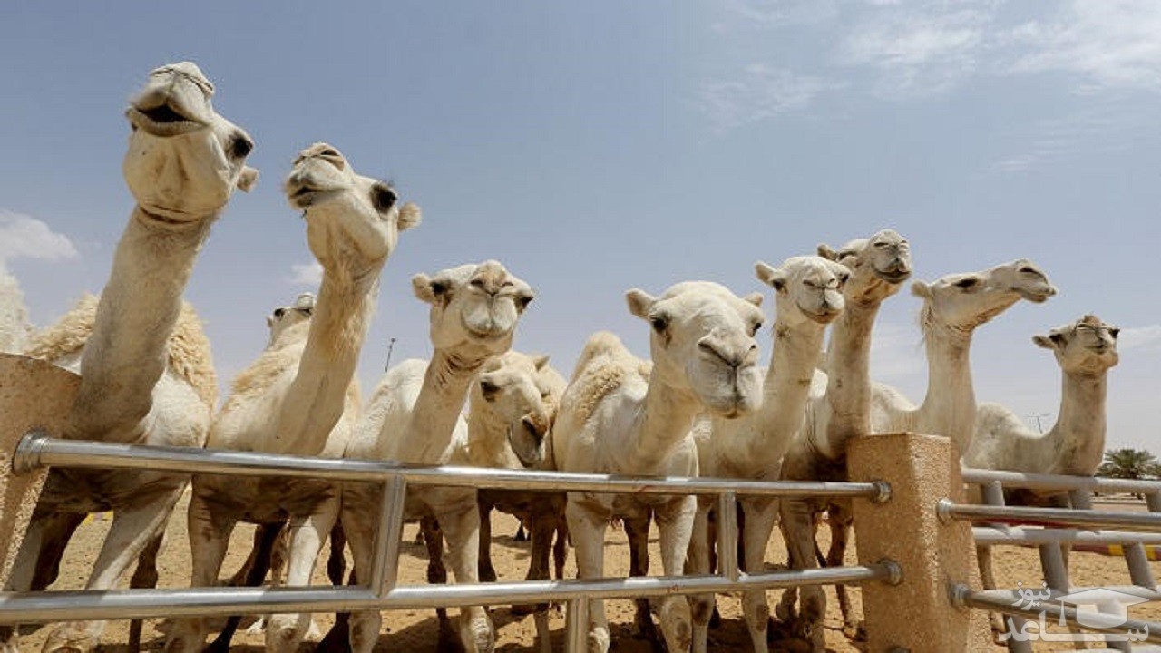 بیمارستان فوق‌پیشرفته شترها در عربستان