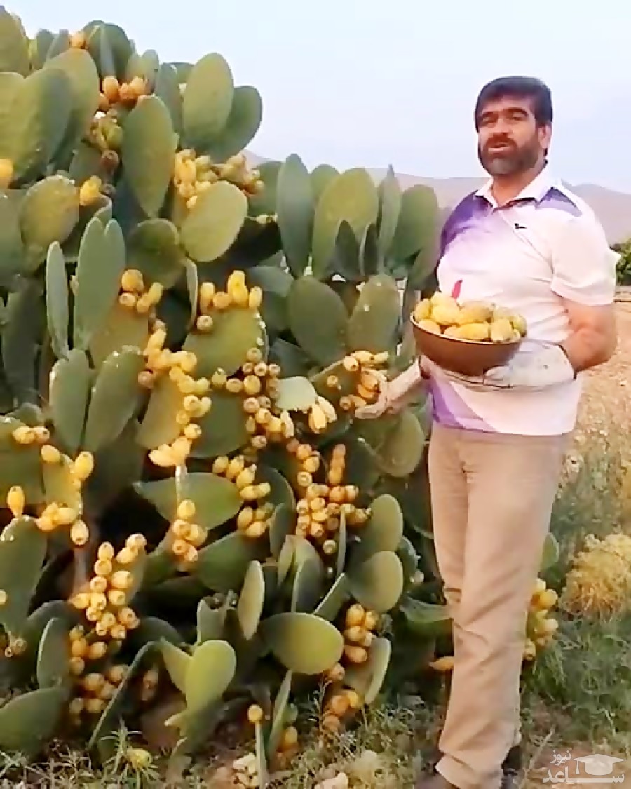 تصویر چیدن میوه ی کاکتوس