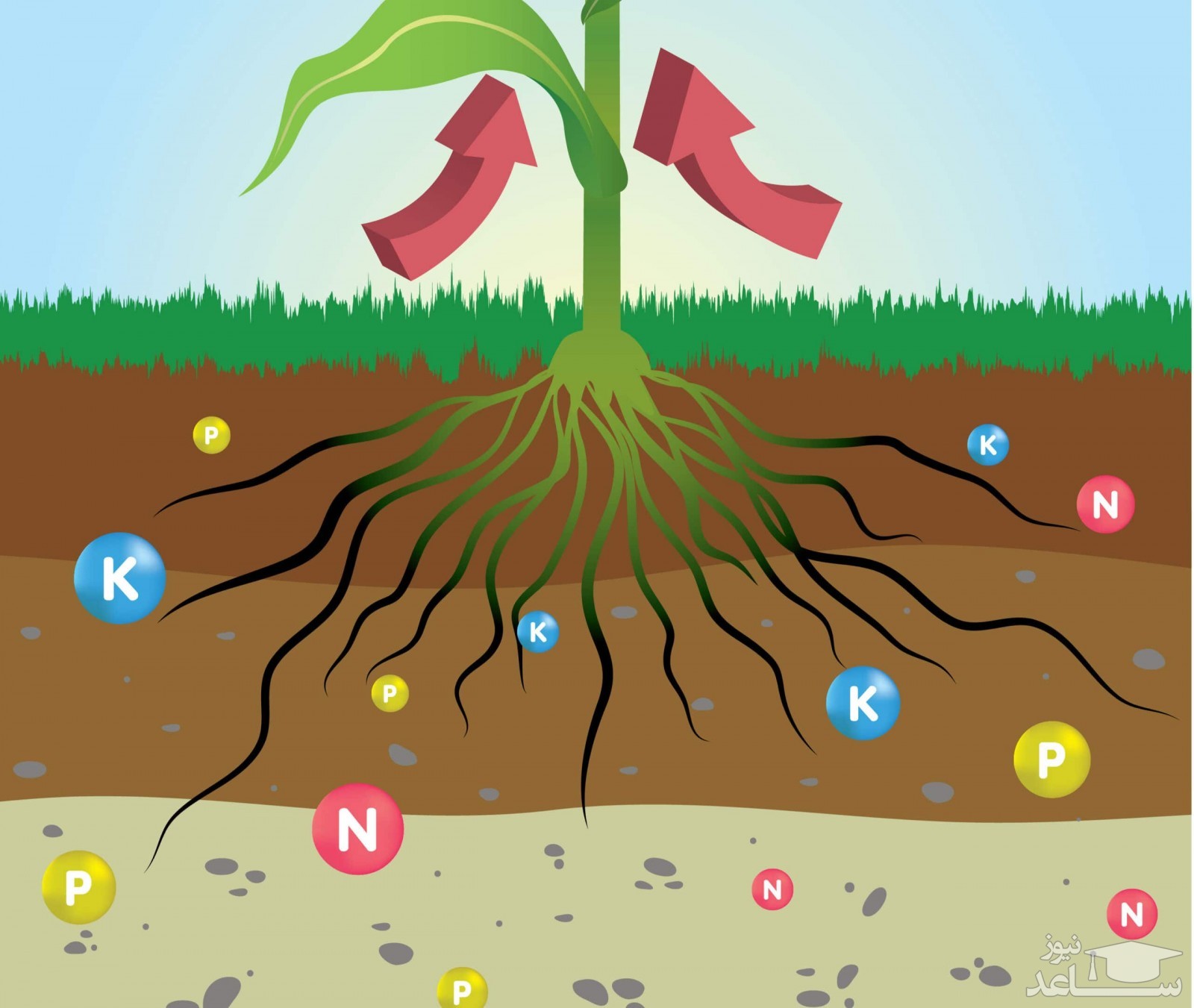 عناصر معدنی در رشد گیاهان و درختان چه نقشی داردند؟