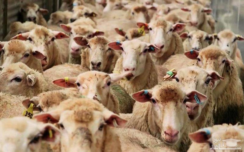 کاهش ۶ هزار تومانی نرخ دام زنده در بازار