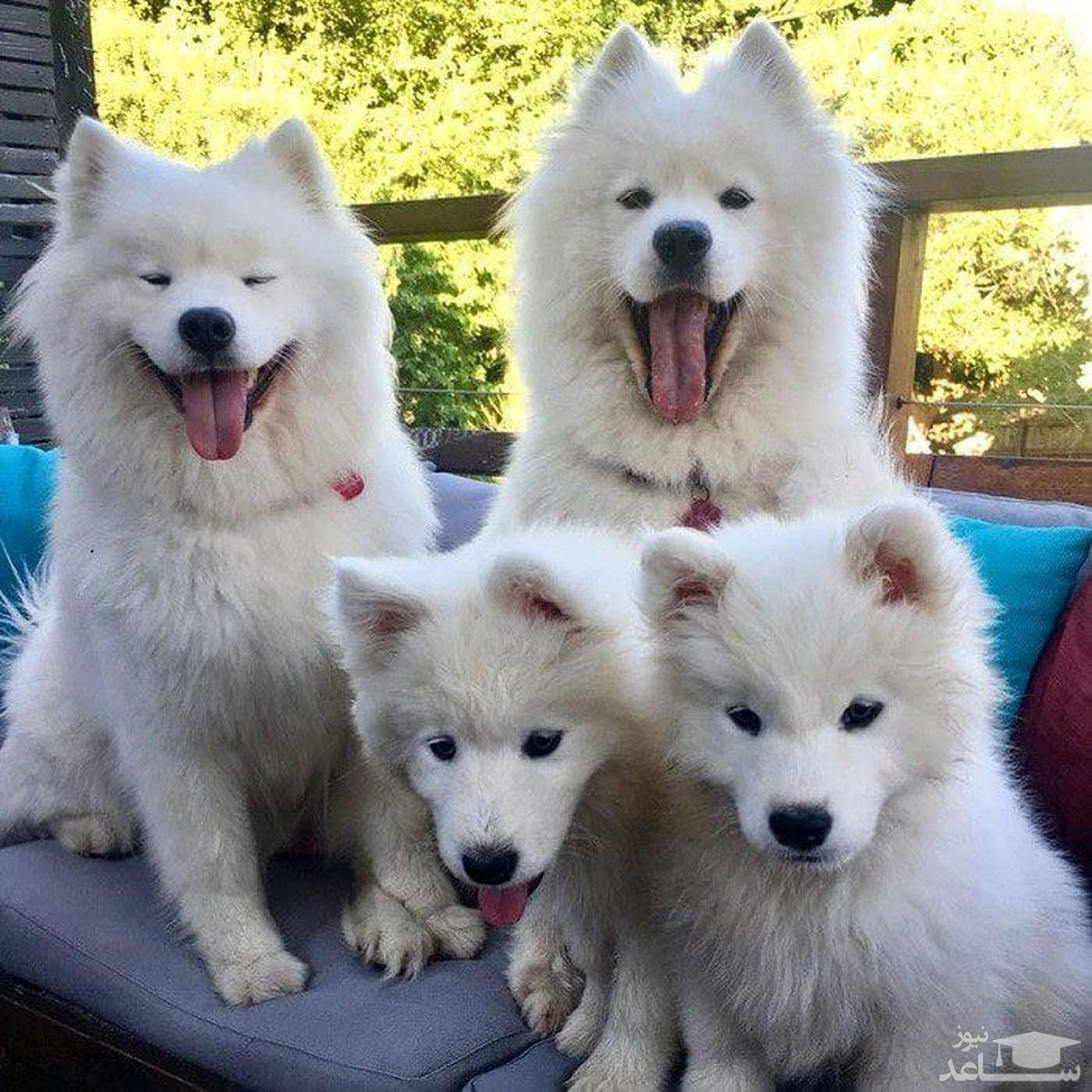 زندگی لوکس خوش شانس ترین سگ جهان با یک زن زیبا!