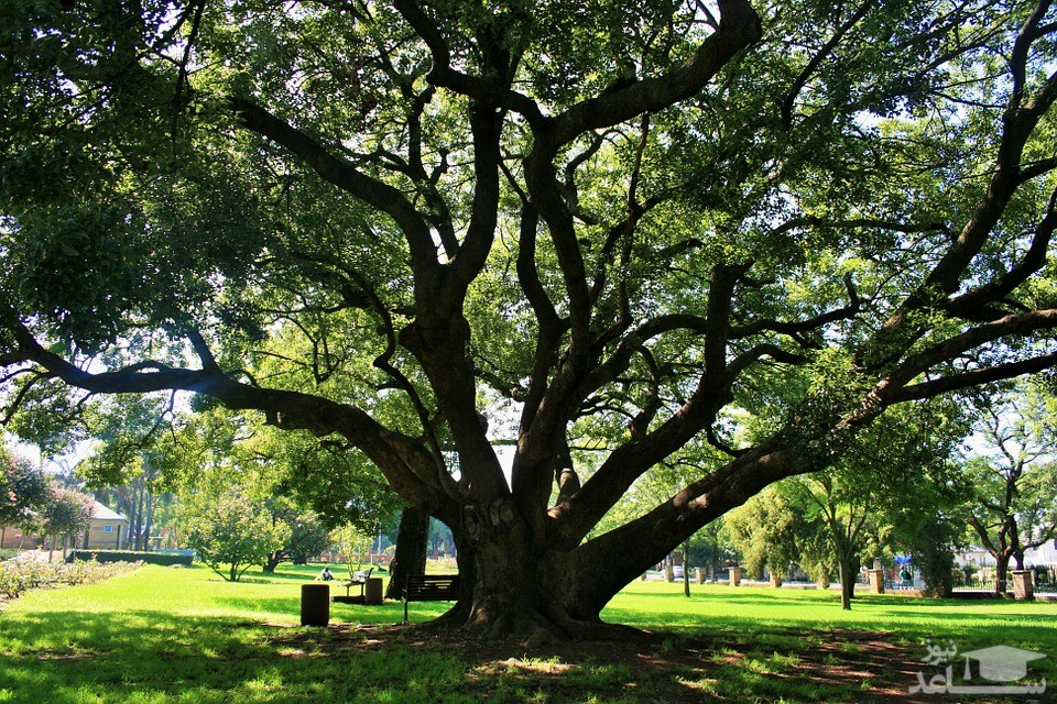  درخت غول پیکر | Giant Plane Tree