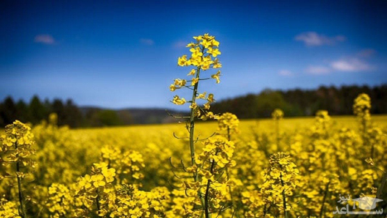 شرط خودکفایی دانه های روغنی‌ چیست؟